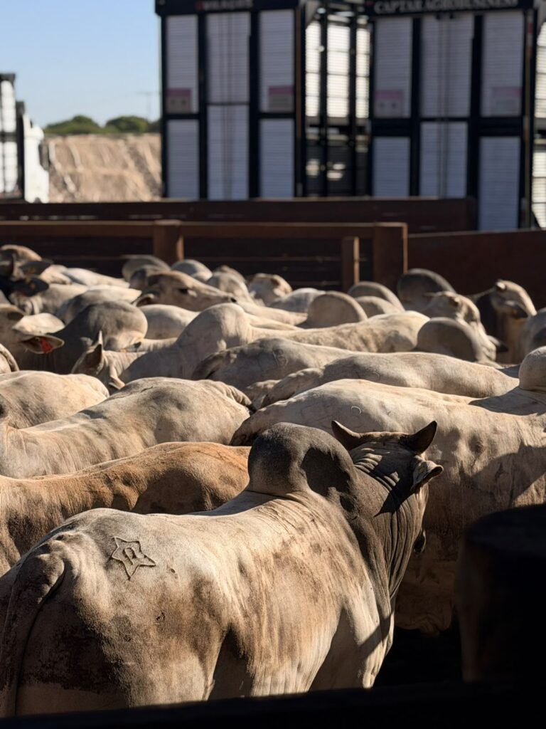 Bovinos no curral com a estrutura da Captar ao fundo