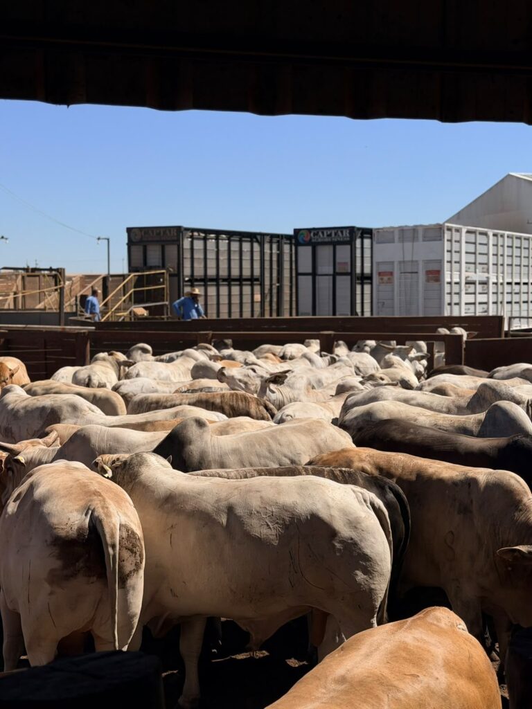 Bovinos nelore nos currais de manejo da Captar
