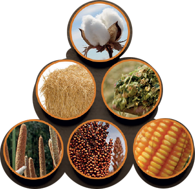 Insumos agrícolas: algodão, milho, soja e sorgo